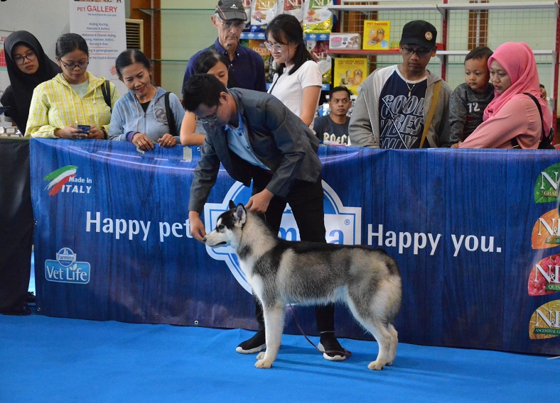 Dispertangan dan Komunitas Siberian Husky Jogja Gelar Dog Festival