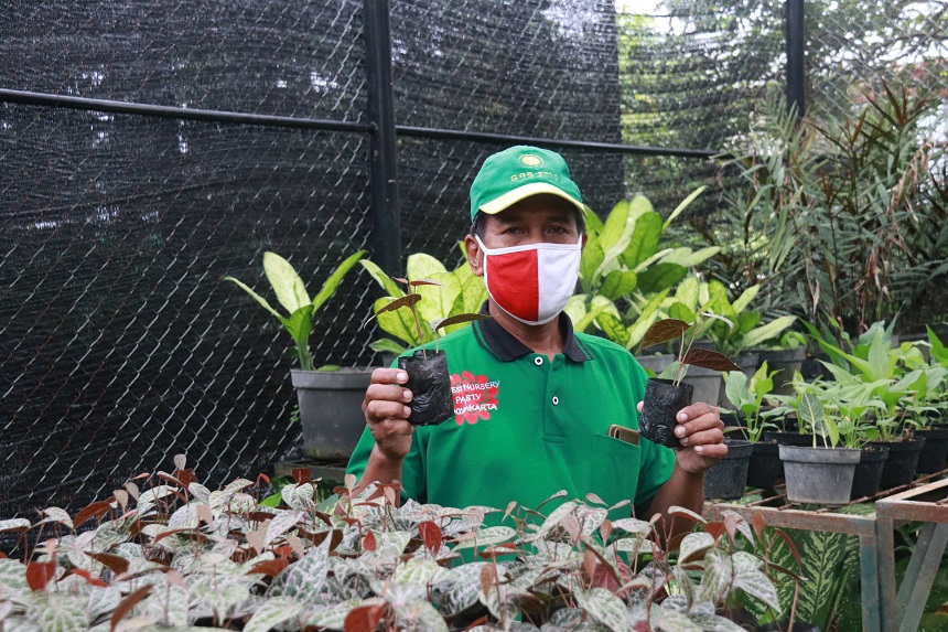 Permintaan Aneka Jenis Toga di Kebun DPP Kota Yogya Meningkat