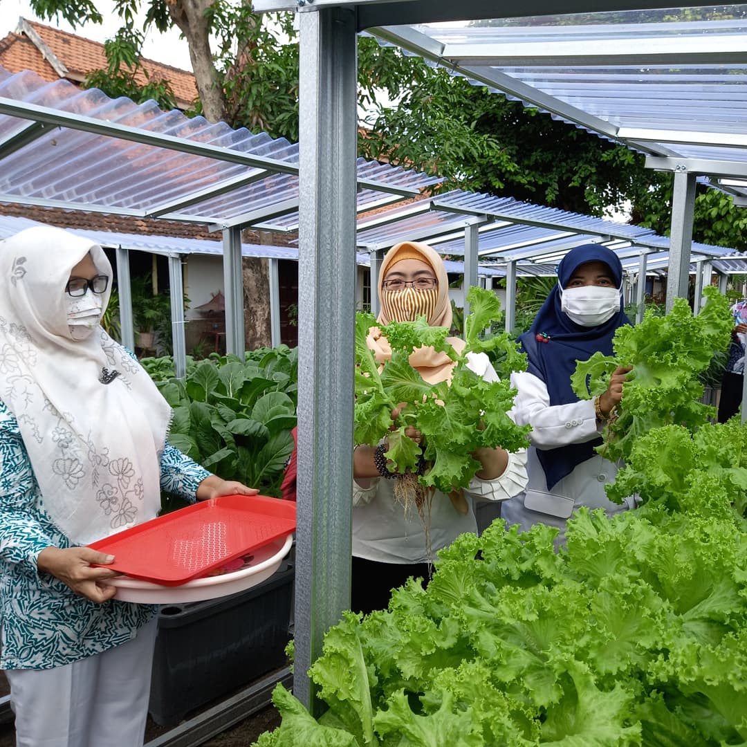 Kelompok Wanita Tani Purwotani Panen Hidroponik