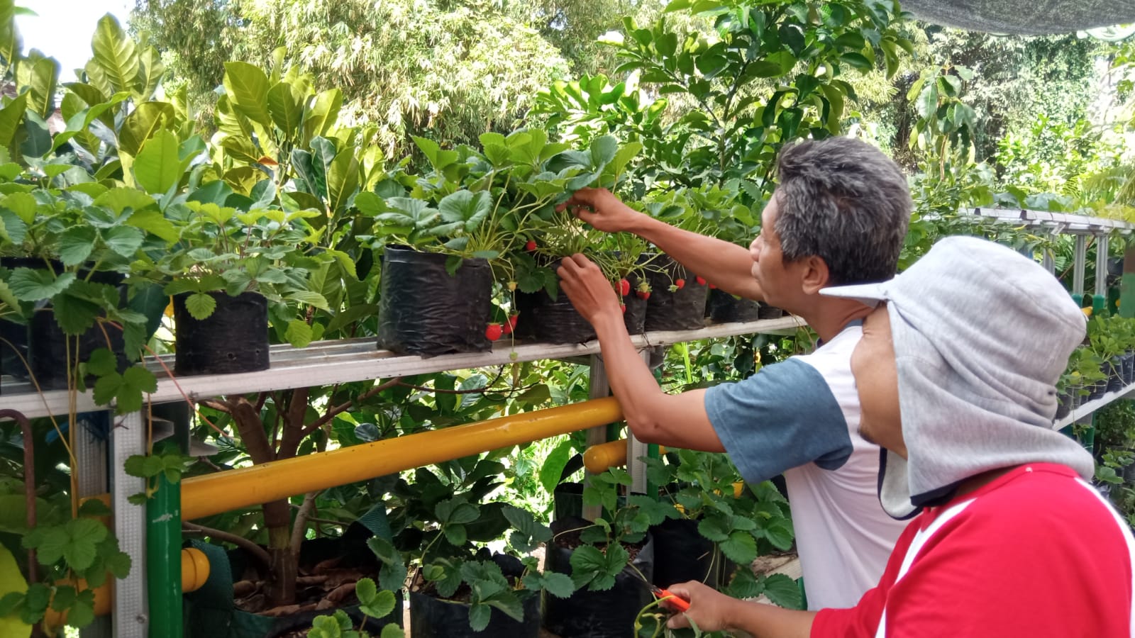 Warga Balirejo Sulap Gang yang Gersang Jadi Kebun Strawberry