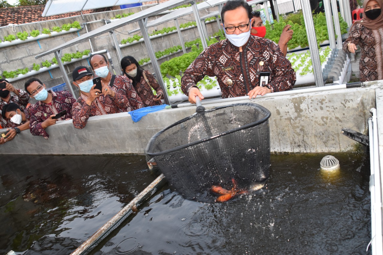 Kelompok Tani Kawandoso Panen Selada dan Nila