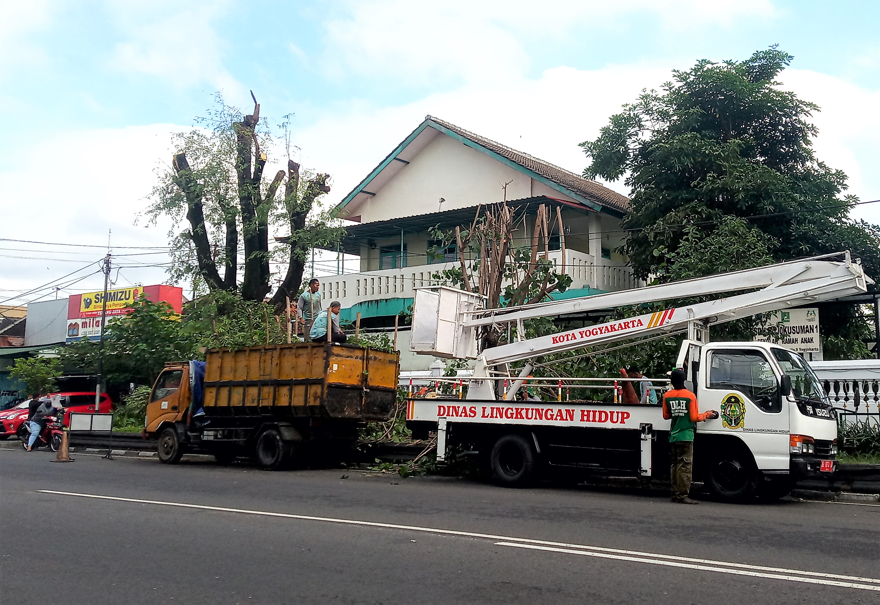 DLH Yogya Intensifkan Pemangkasan Pohon Rimbun