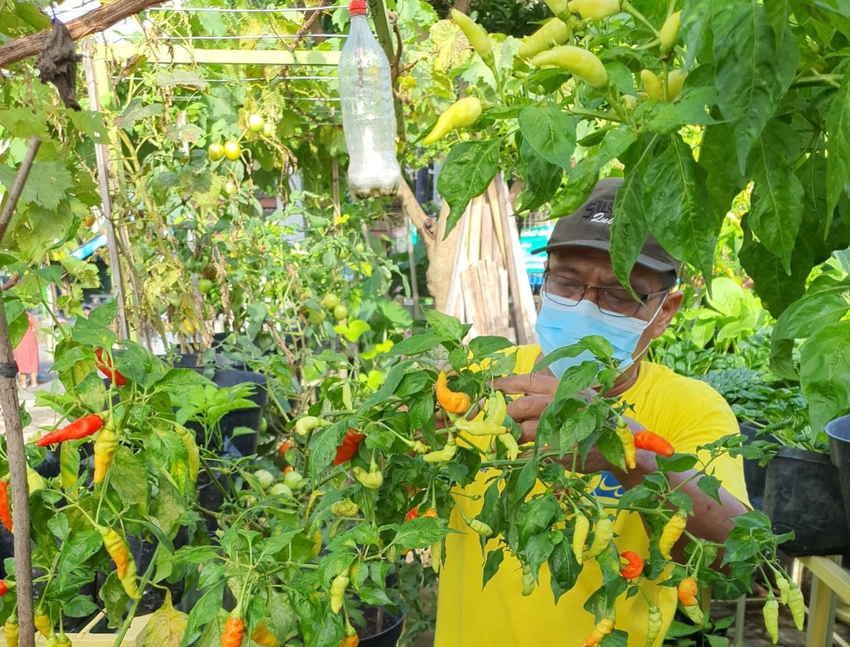 Tahun Ini Pemkot Yogya Tambah Empat Kampung Sayur