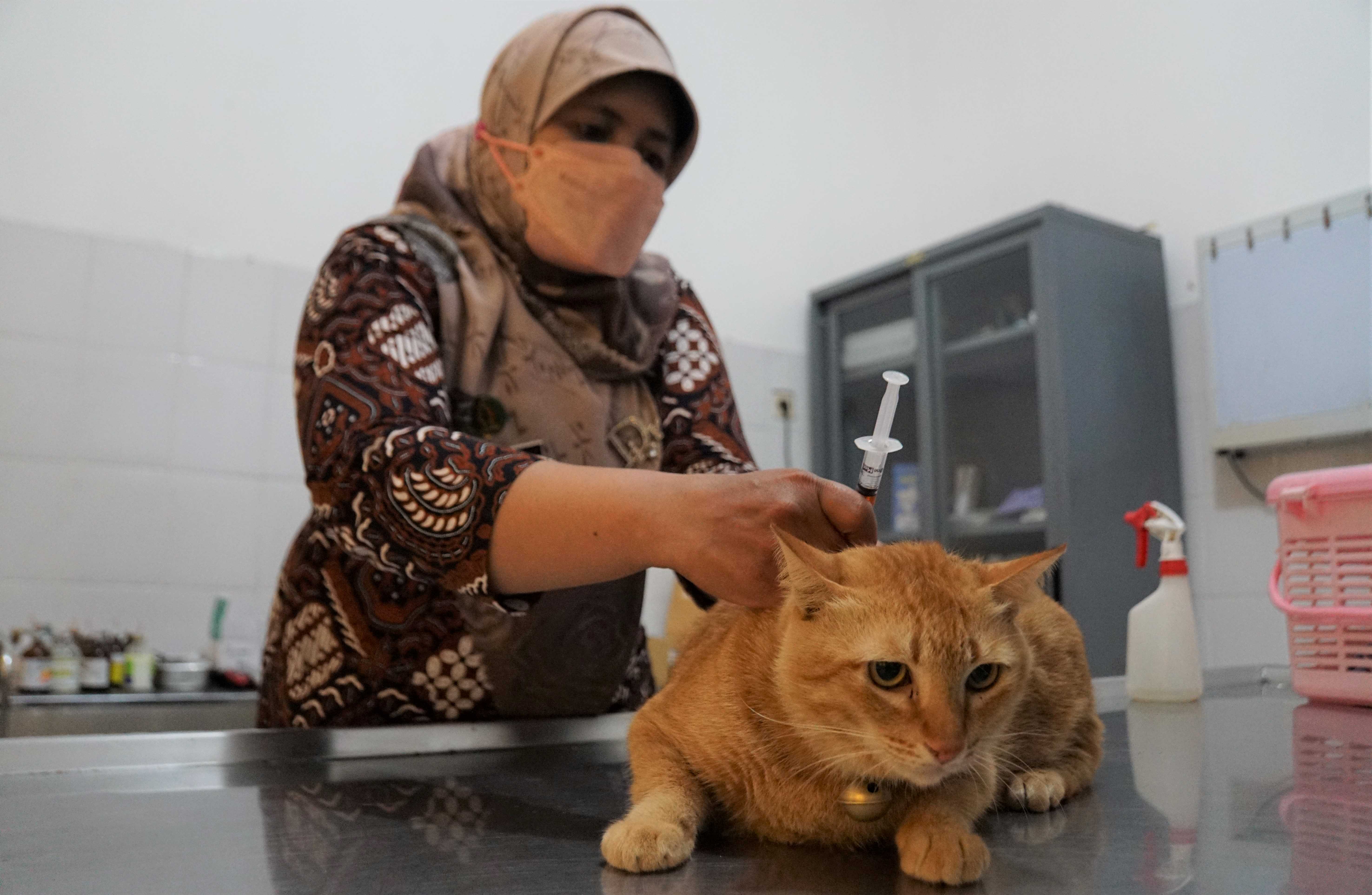 Dari Kucing Sampai Tokek Dilayani Poliklinik Hewan Kota Yogya   