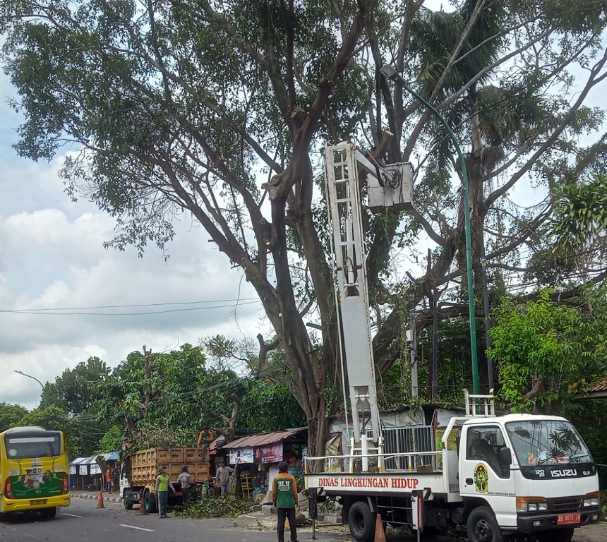 Warga Kota Yogya diminta Waspada Pohon Tumbang