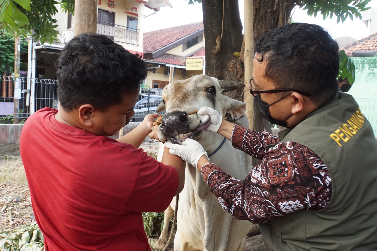 Dinas Pertanian Terjunkan 159 Pantau Penyembelihan Hewan Kurban