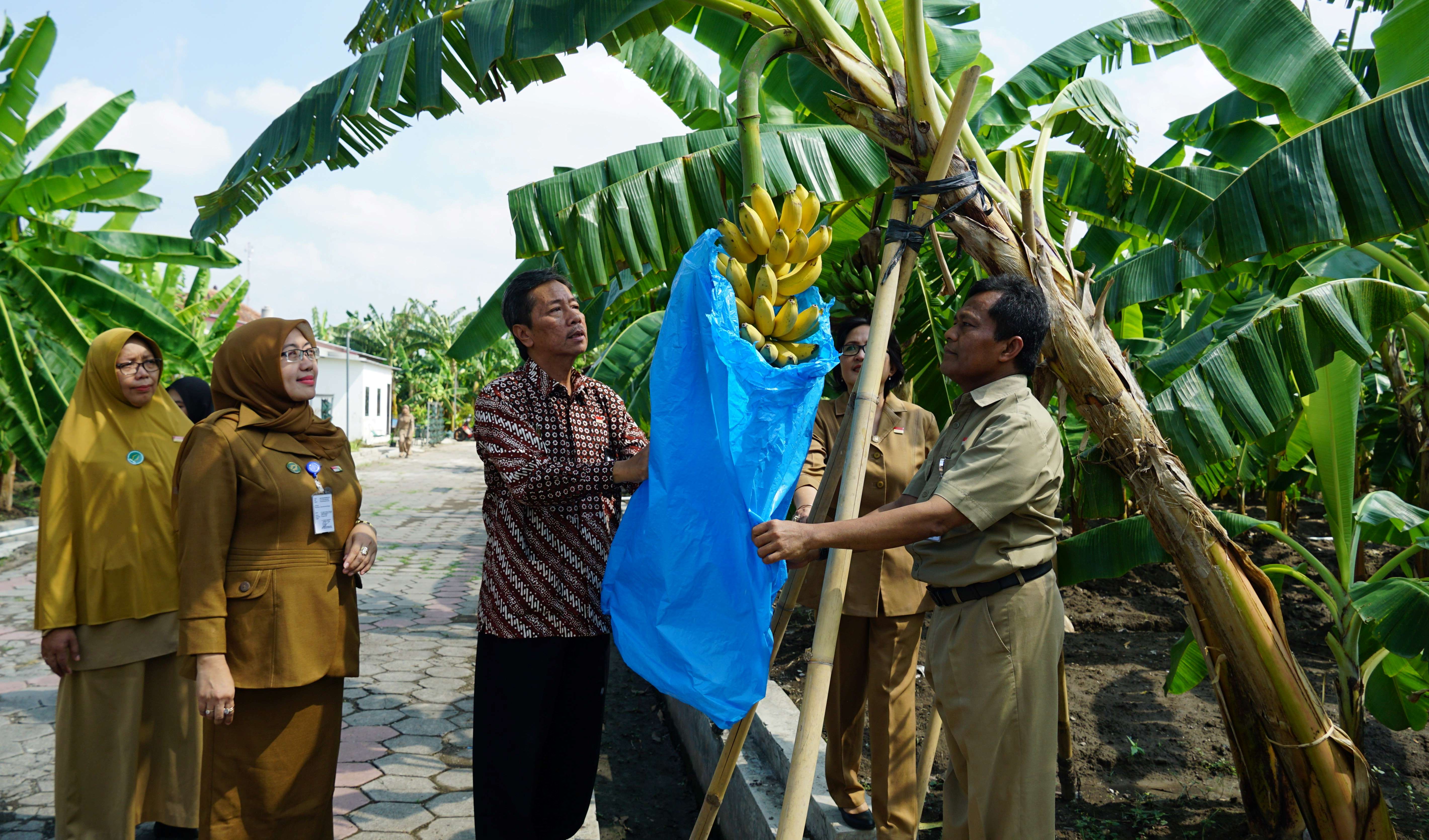 Pemkot Targetkan Kebun Plasma Nutfah Pisang Jadi Agro Edu Wisata   