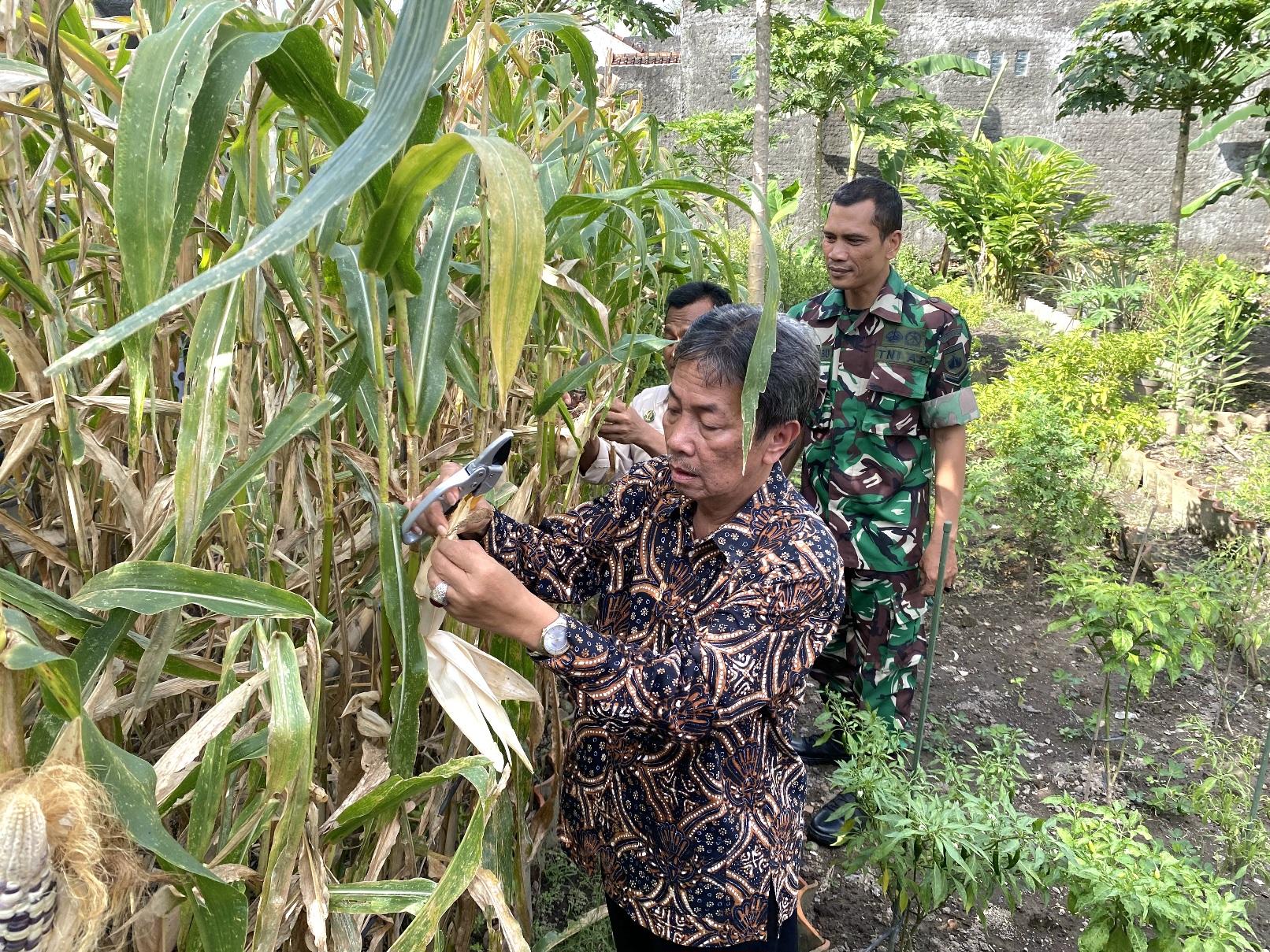 Warga Nyutran Panen Jagung Pulut di Lahan Perkotaan