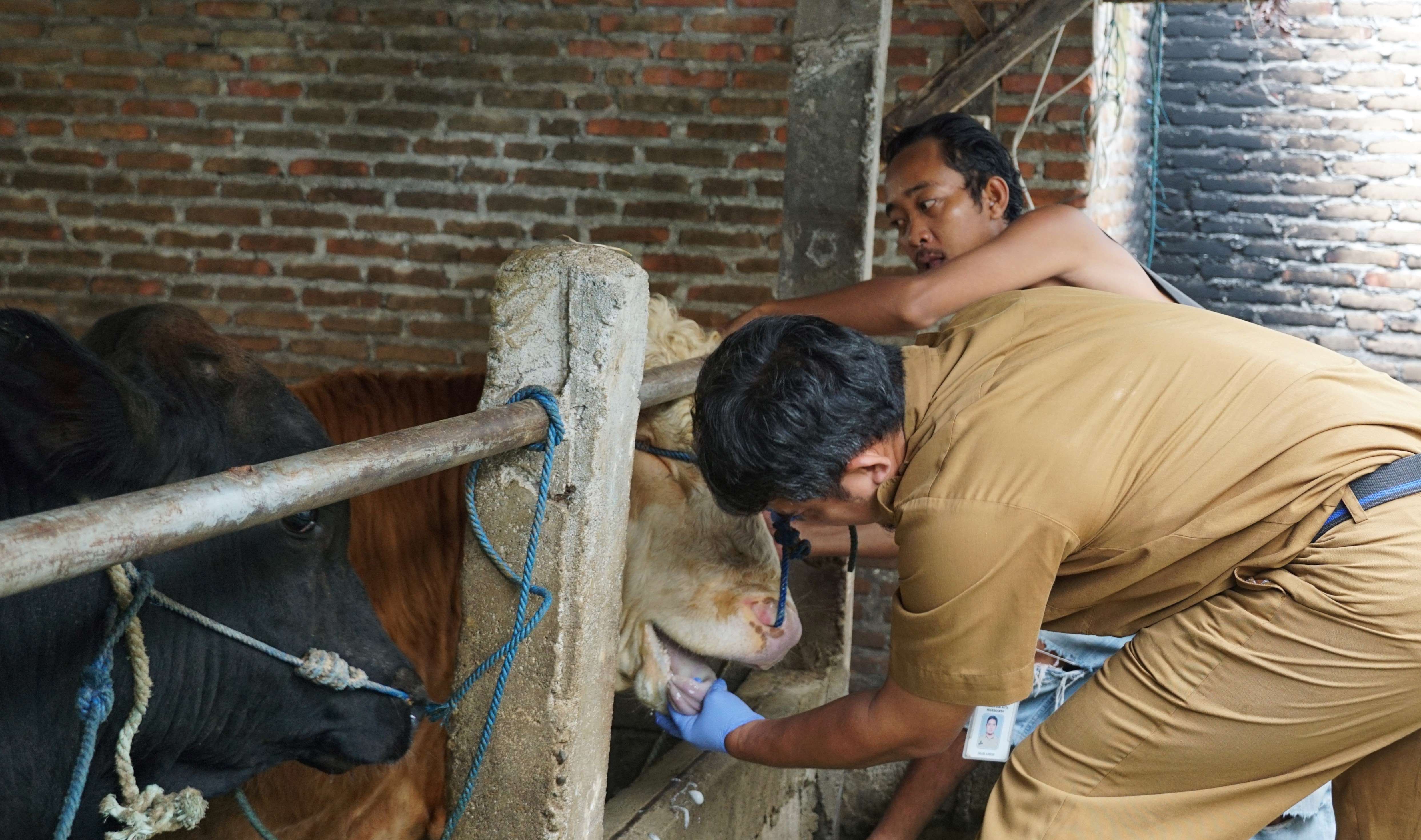 Pemkot Yogya Tingkatkan Kewaspadaan PMK Pada Sapi