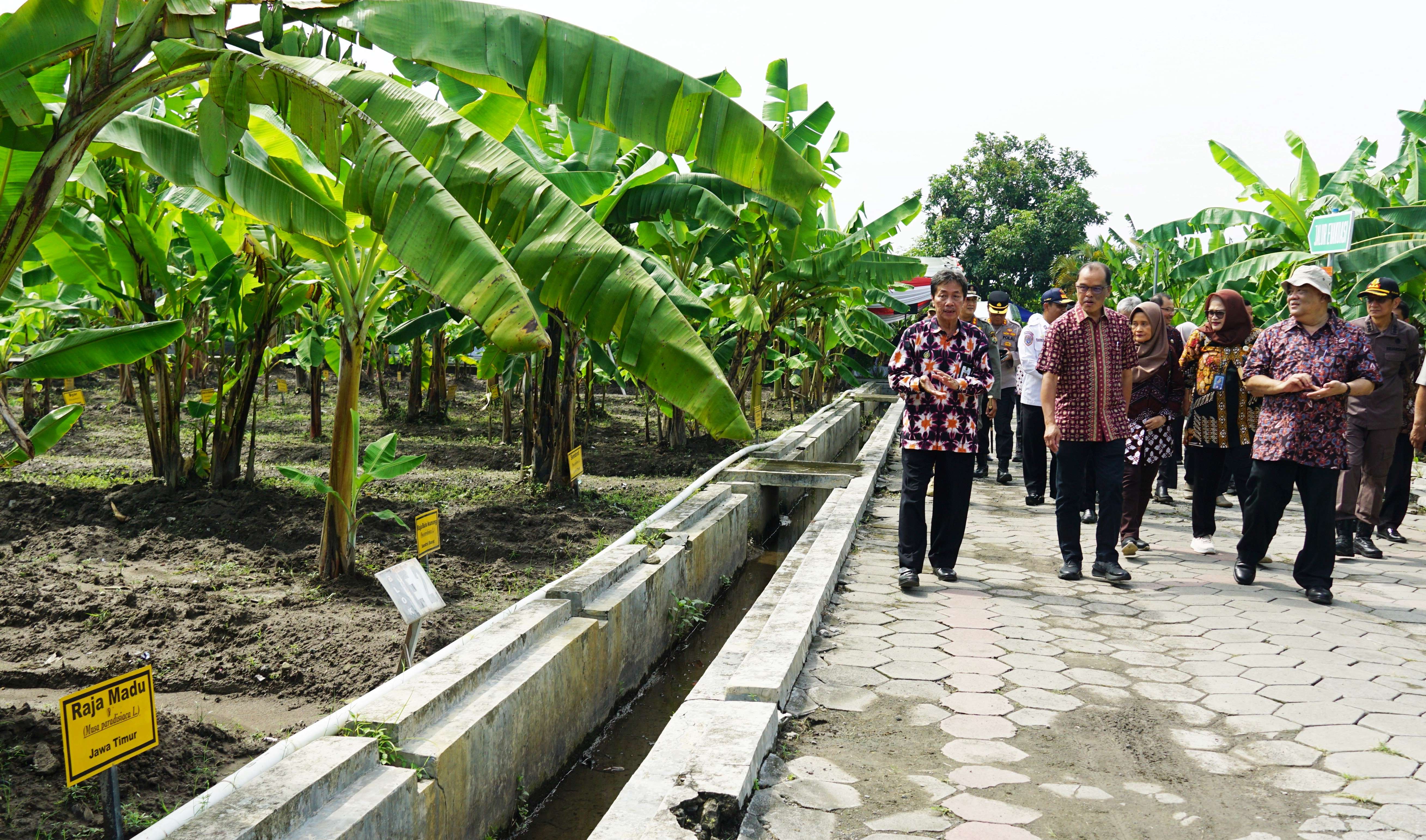 Pemkot Yogya Siap Kembangkan Kebun Plasma Nutfah Pisang dengan Dukungan Danais   