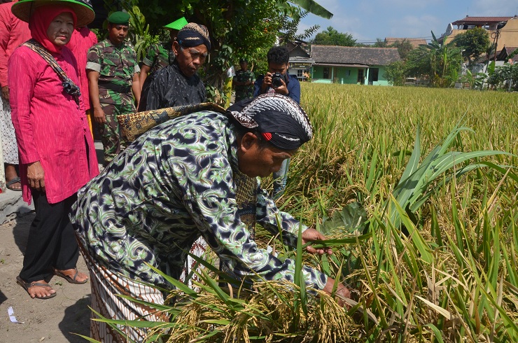 DKP DIY Apresasi Ketahanan Pangan di Kota Yogyakarta