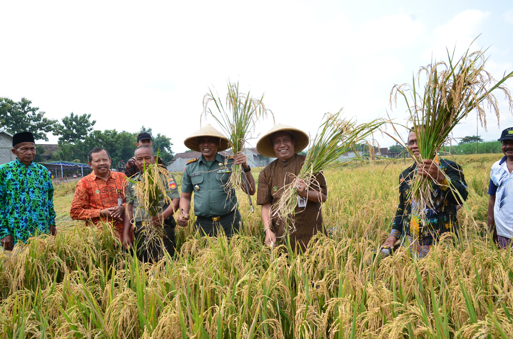 Walikota: Panen Raya Padi Bisa Jadi Ikon Wisata Baru