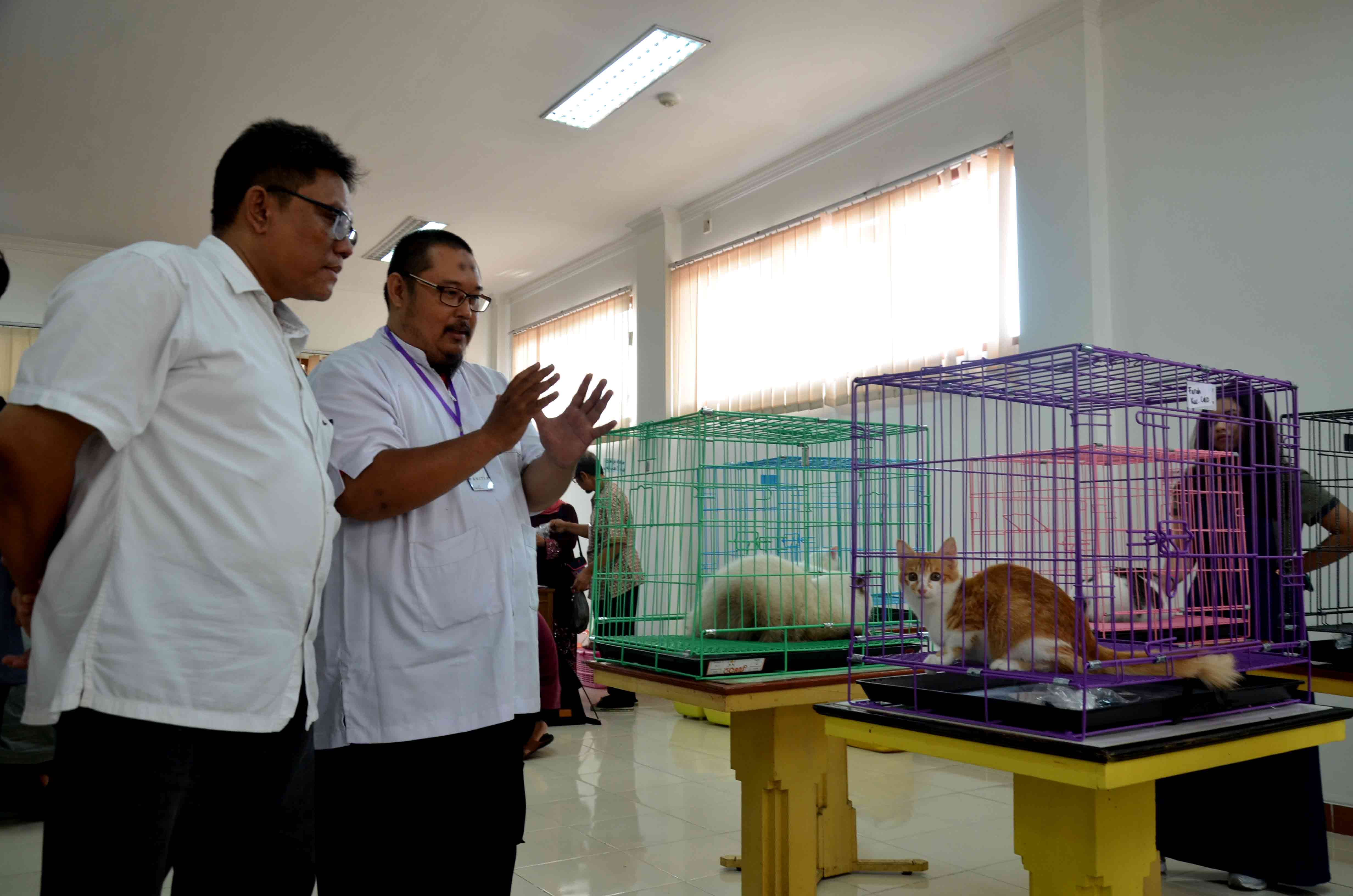 Lomba Hewan Kesayangan, Angkat CItra Kucing Lokal Agar Tidak Punah