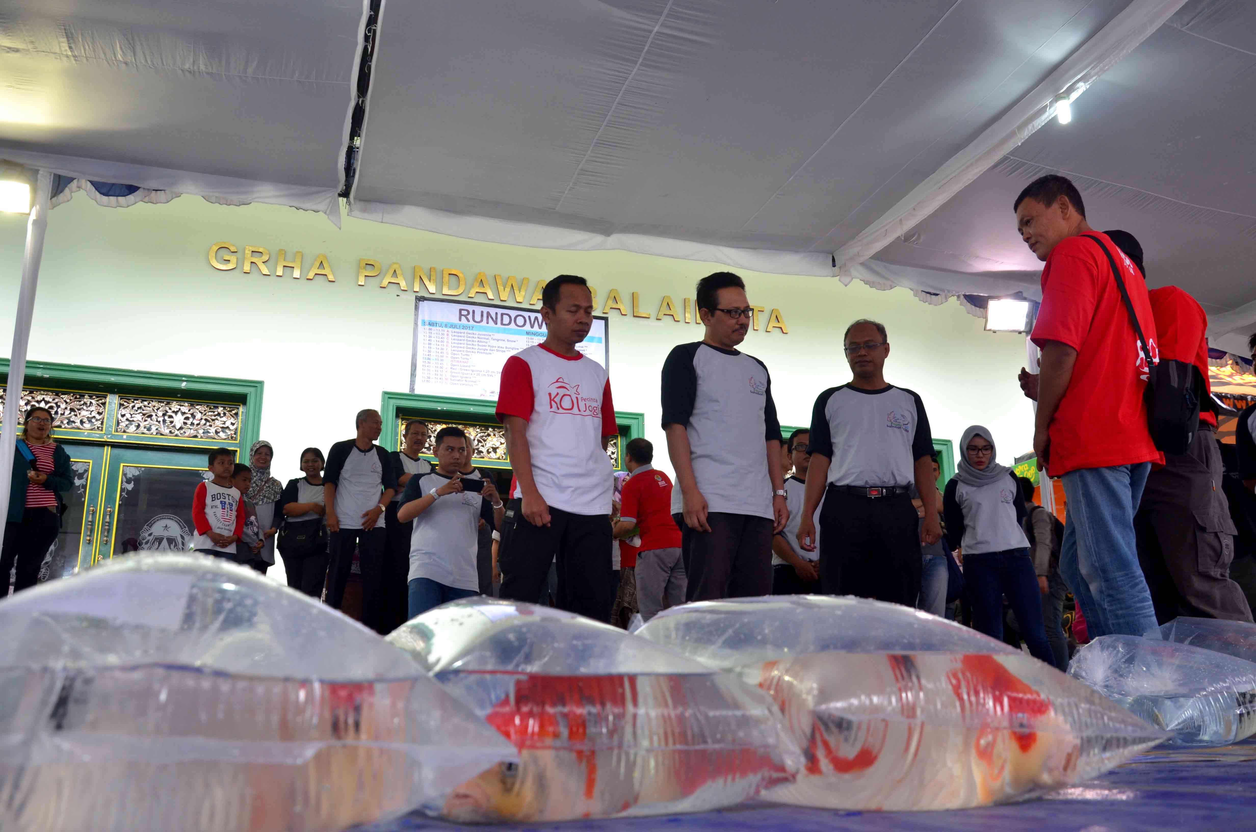 Wawali Buka Kontes Satwa Terbesar se-Yogyakarta