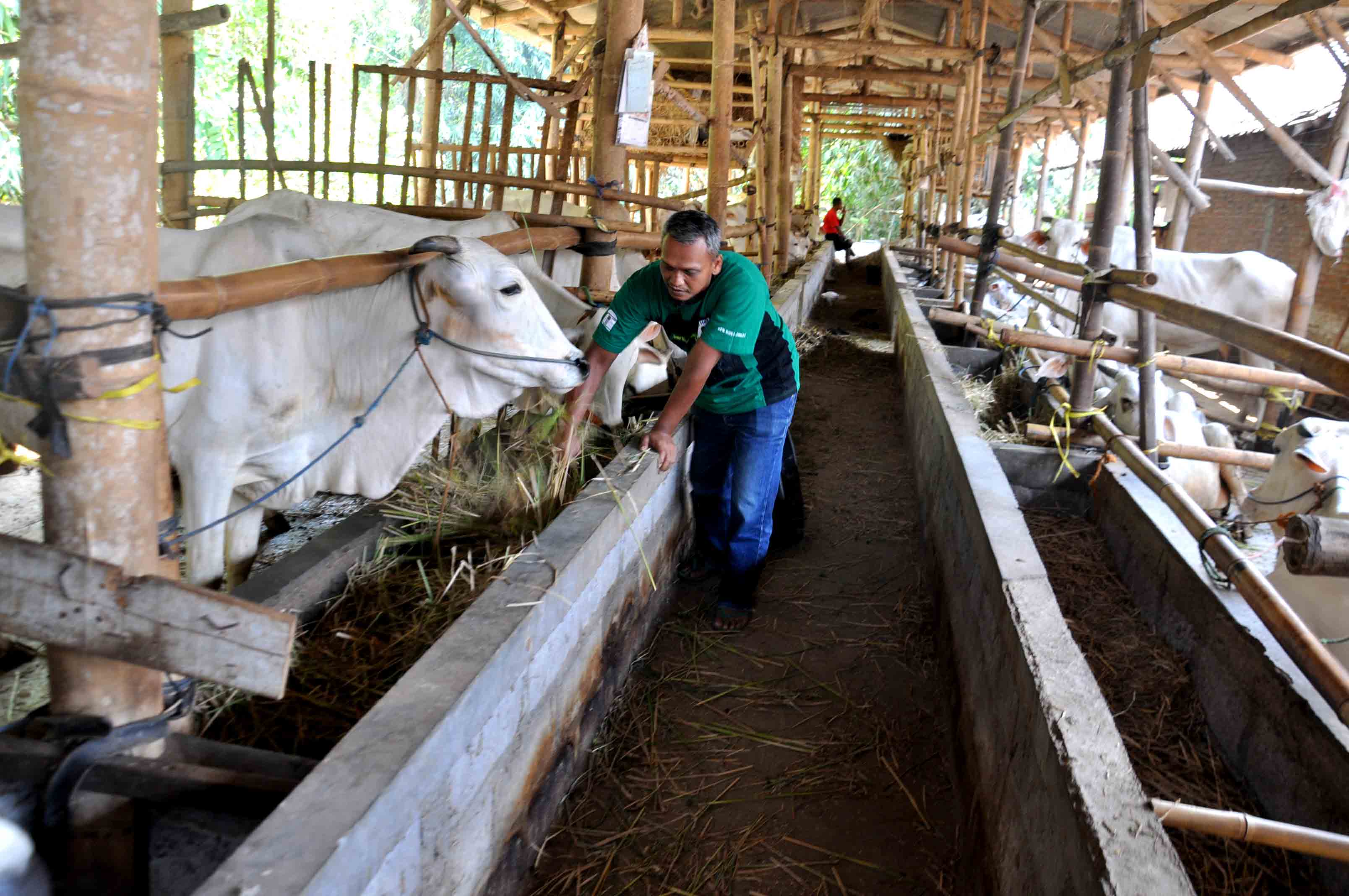 PONDOKAN SAPI HASILKAN ANAKAN BERKUALITAS