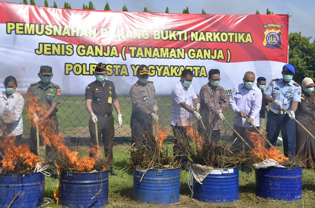 Eksekusi 1.083 Pohon Ganja, Wakil Walikota Yogyakarta Apresiasi Kinerja Polisi