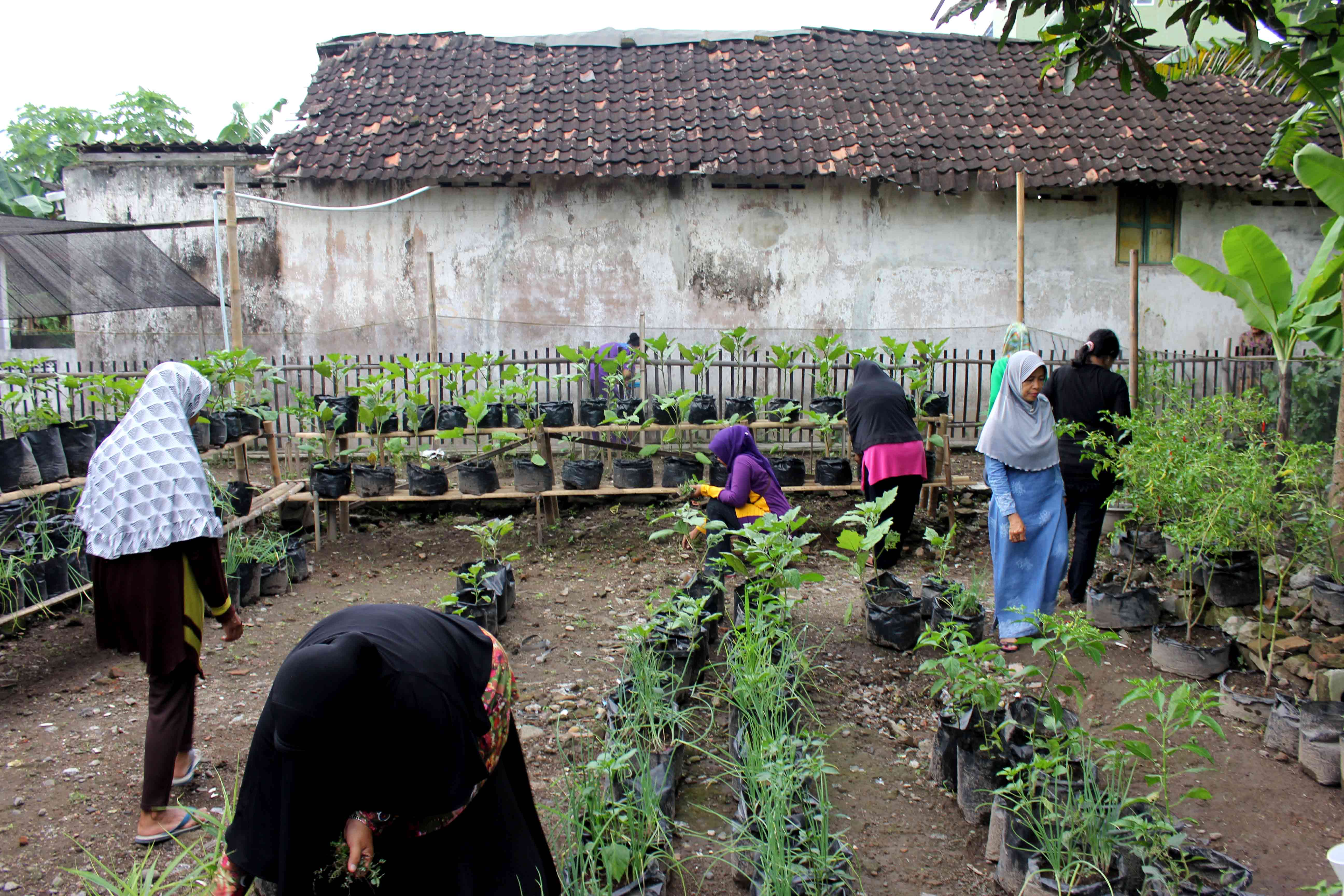 Kebun Buah Dan Sayur Purbayan