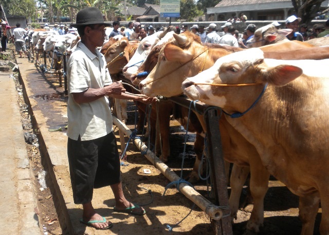 Terjunkan 170 petugas, Pemotongan Hewan Kurban di RPH Giwangan Gratis