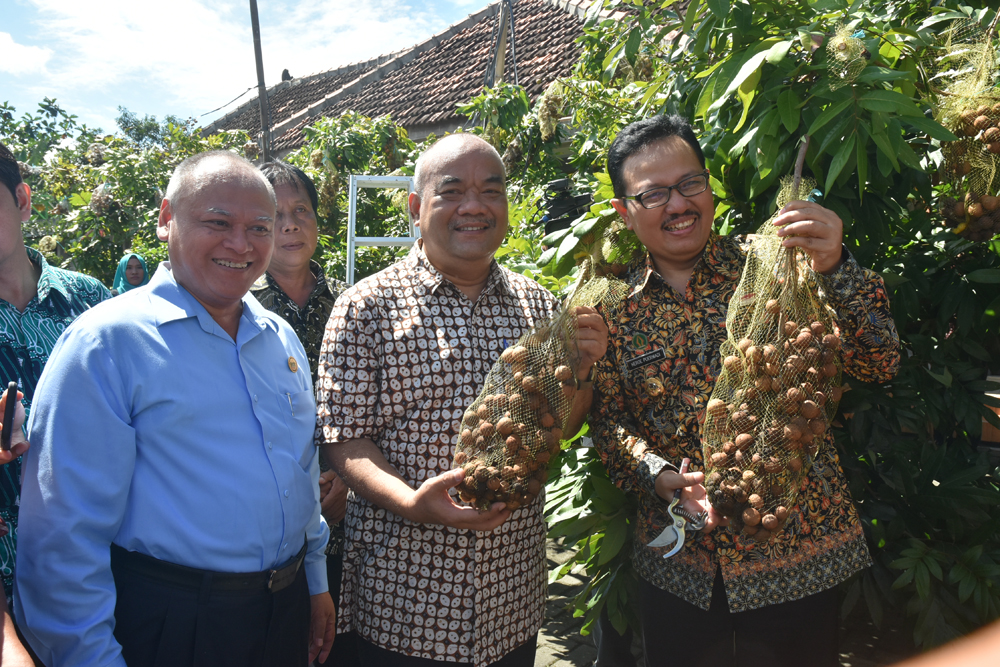 Warga Sanggrahan Panen Raya Kelengkeng , Wawali: Ikon Baru Destinasi  Wisata Kuliner Buah